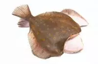 Камбала Мурманская (вес рыбок 1+ кг)